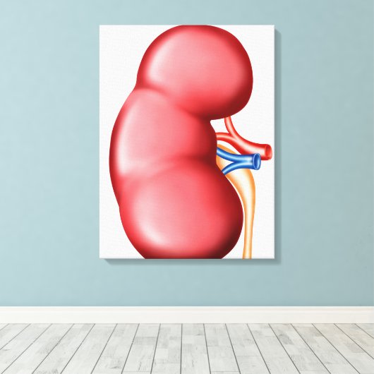 Anatomie van het menselijk nieren canvas afdruk (Insitu (Houten vloer))