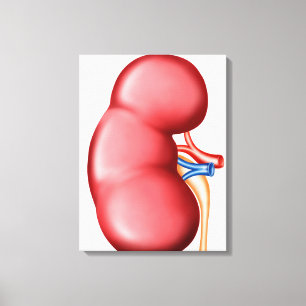 Anatomie van het menselijk nieren canvas afdruk