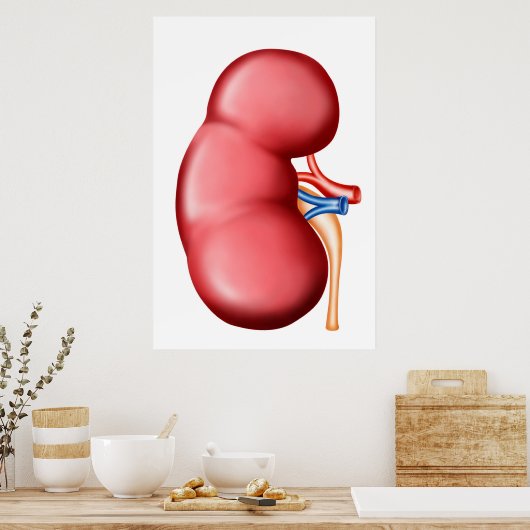 Anatomie van het menselijk nieren poster (Keuken)