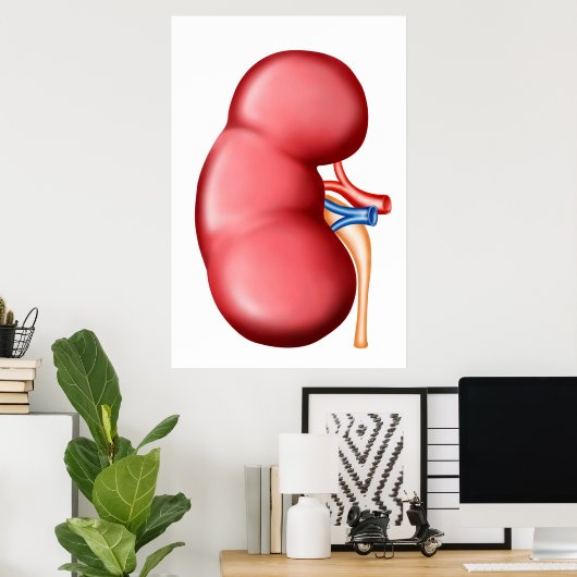 Anatomie van het menselijk nieren poster (Thuiskantoor)