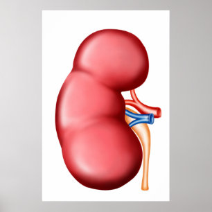 Anatomie van het menselijk nieren poster