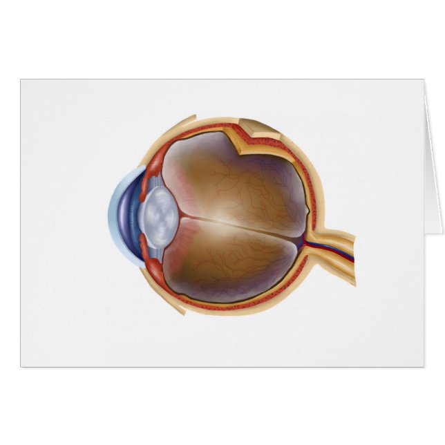 Anatomie van het menselijk oog (Voorkant Horizontaal)