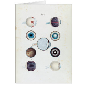  anatomie van het menselijk oog