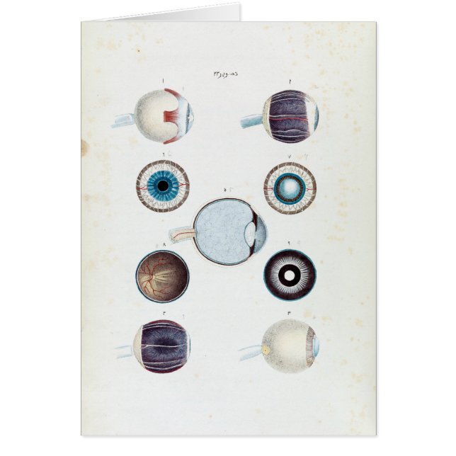  anatomie van het menselijk oog (Voorkant)