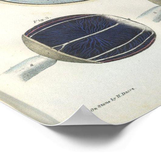 Anatomie van het menselijk oog afdrukken poster (Hoek)