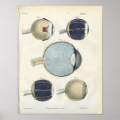 Anatomie van het menselijk oog afdrukken poster (Voorkant)