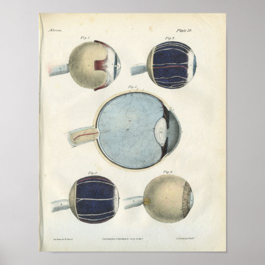 Anatomie van het menselijk oog afdrukken poster (Voorkant)