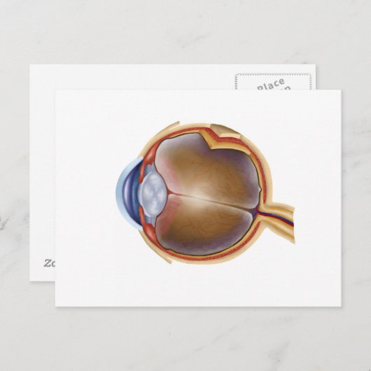 Anatomie van het menselijk oog briefkaart (Voorkant / Achterkant)