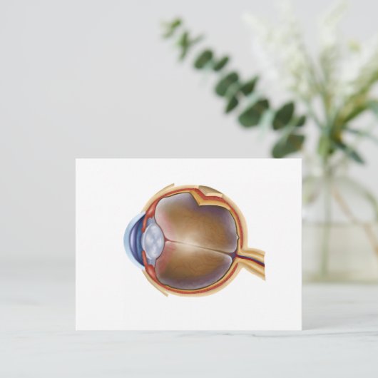 Anatomie van het menselijk oog briefkaart (Staand voorkant)