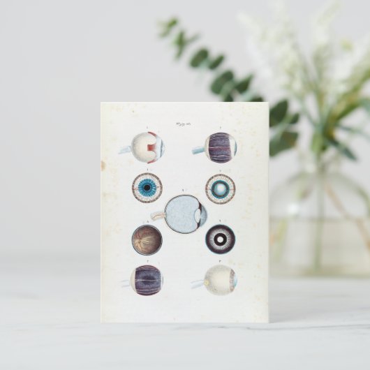 anatomie van het menselijk oog briefkaart (Staand voorkant)