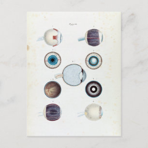 anatomie van het menselijk oog briefkaart