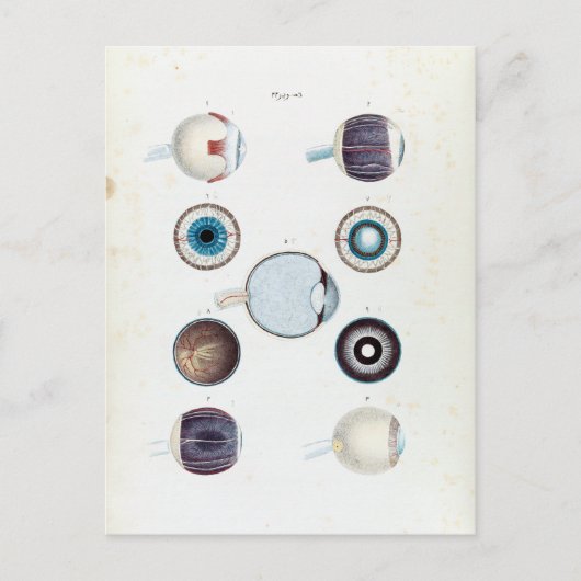 anatomie van het menselijk oog briefkaart (Voorkant)