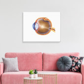 Anatomie van het menselijk oog canvas afdruk (Insitu (Woonkamer))