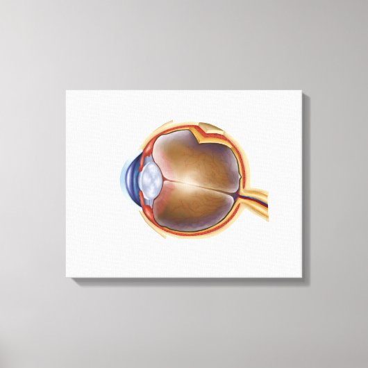 Anatomie van het menselijk oog canvas afdruk (Voorkant)