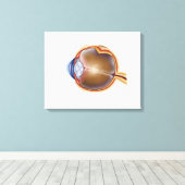 Anatomie van het menselijk oog canvas afdruk (Insitu (Houten vloer))