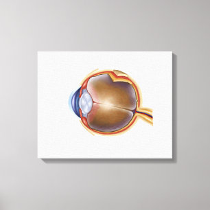 Anatomie van het menselijk oog canvas afdruk