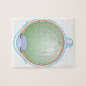 Anatomie van het menselijk oog legpuzzel (Horizontaal)