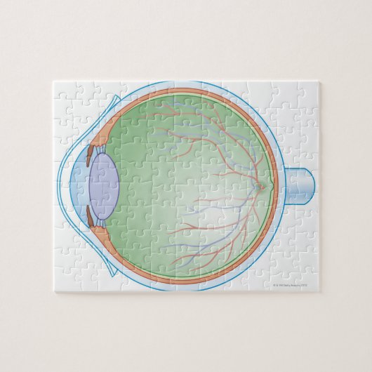 Anatomie van het menselijk oog legpuzzel (Horizontaal)
