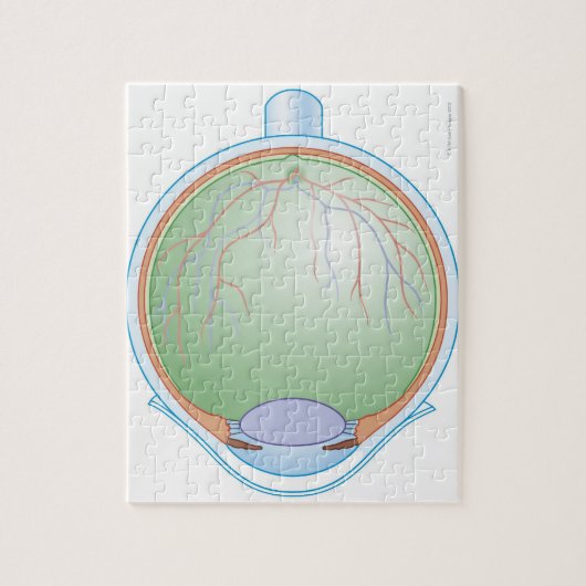 Anatomie van het menselijk oog legpuzzel (Verticaal)