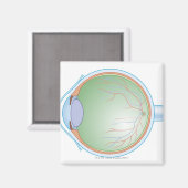 Anatomie van het menselijk oog magneet (Voorkant / Achterkant)