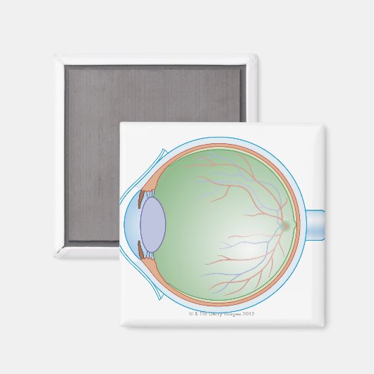 Anatomie van het menselijk oog magneet (Voorkant / Achterkant)