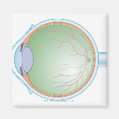 Anatomie van het menselijk oog magneet (Voorkant)