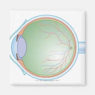 Anatomie van het menselijk oog magneet