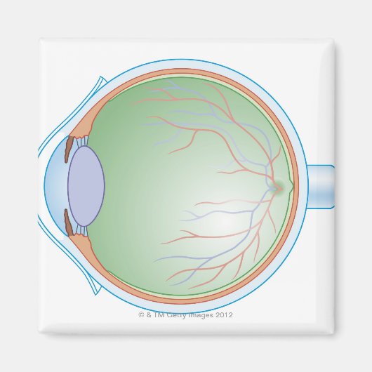Anatomie van het menselijk oog magneet (Voorkant)