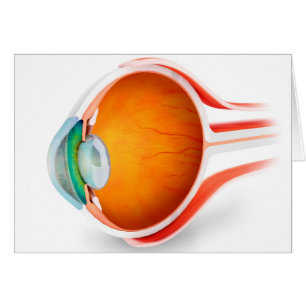 Anatomie van het menselijk oog, perspectief