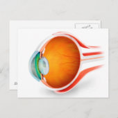 Anatomie van het menselijk oog, perspectief briefkaart (Voorkant / Achterkant)