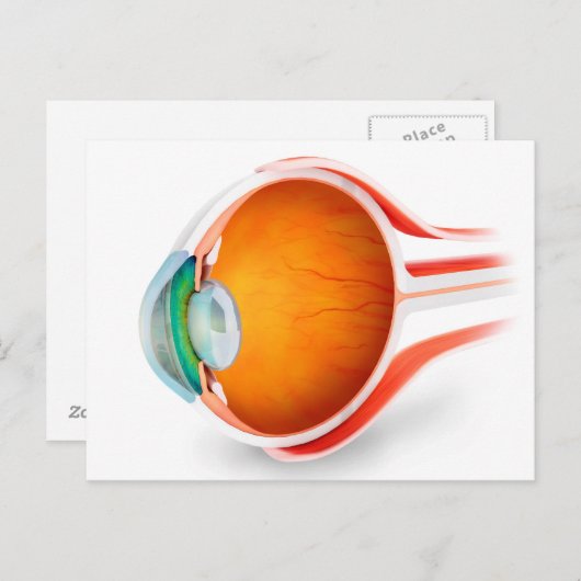 Anatomie van het menselijk oog, perspectief briefkaart (Voorkant / Achterkant)