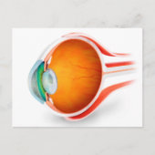 Anatomie van het menselijk oog, perspectief briefkaart (Voorkant)