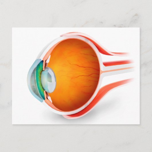 Anatomie van het menselijk oog, perspectief briefkaart (Voorkant)