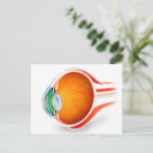Anatomie van het menselijk oog, perspectief briefkaart (Staand voorkant)
