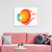 Anatomie van het menselijk oog, perspectief canvas afdruk (Insitu (Woonkamer))