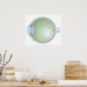 Anatomie van het menselijk oog poster (Keuken)