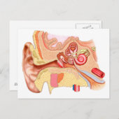 Anatomie van het menselijk oor briefkaart (Voorkant / Achterkant)