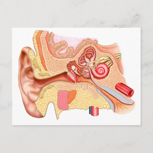 Anatomie van het menselijk oor briefkaart (Voorkant)