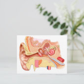 Anatomie van het menselijk oor briefkaart (Staand voorkant)