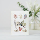 anatomie van het menselijk oor briefkaart (Staand voorkant)