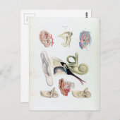 anatomie van het menselijk oor briefkaart (Voorkant / Achterkant)