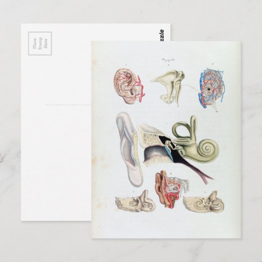 anatomie van het menselijk oor briefkaart (Voorkant / Achterkant)