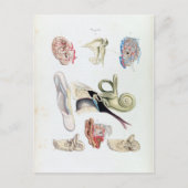 anatomie van het menselijk oor briefkaart (Voorkant)