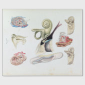  anatomie van het menselijk oor cadeaupapier (Vlak)