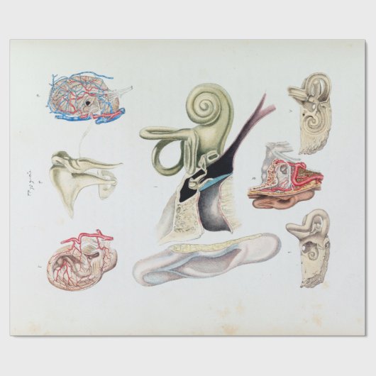 anatomie van het menselijk oor cadeaupapier (Vlak)