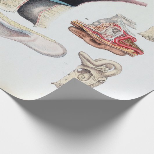 anatomie van het menselijk oor cadeaupapier (Hoek)