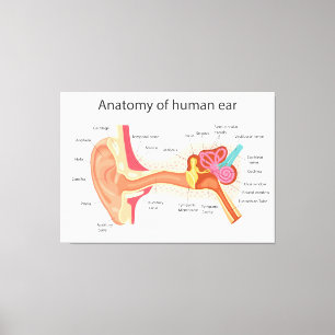 Anatomie van het menselijk oor canvas afdruk