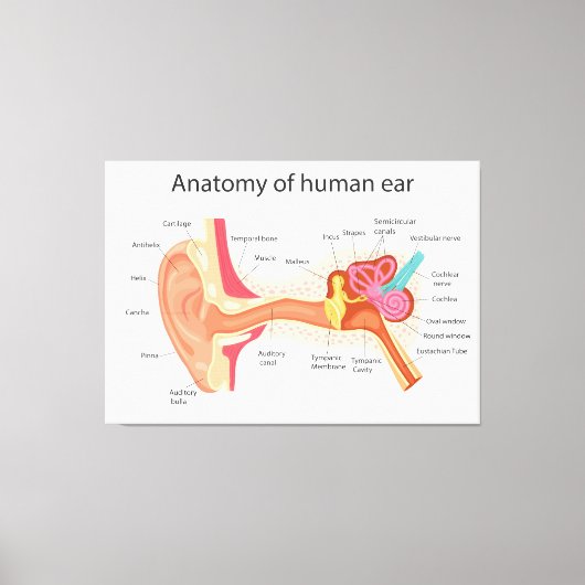 Anatomie van het menselijk oor canvas afdruk (Voorkant)
