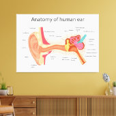 Anatomie van het menselijk oor canvas afdruk (Insitu (Woonkamer))