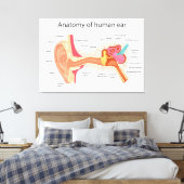 Anatomie van het menselijk oor canvas afdruk (Insitu (Slaapkamer))